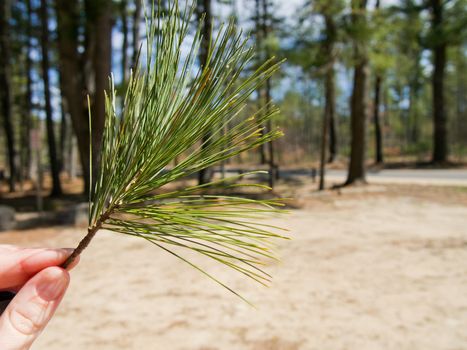 A hand holds a small branch with pine needles on a sunny day. 