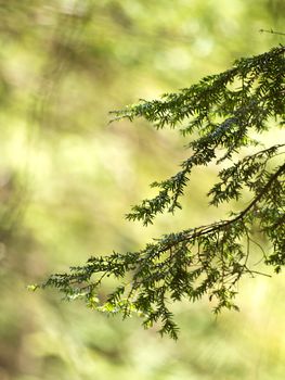 Background image with pine tree branches in sunlight. 