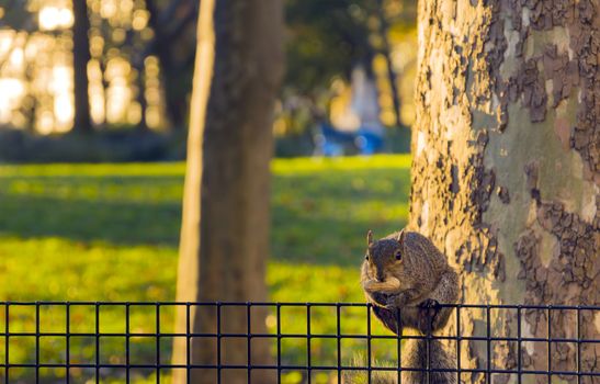 Squirrel eating a nut in a public park in USA