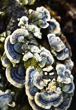 background nature a group of wood destroying fungi on wood