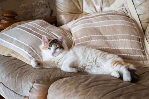 A red white cat lying on the soft sofa near a pillows in a room