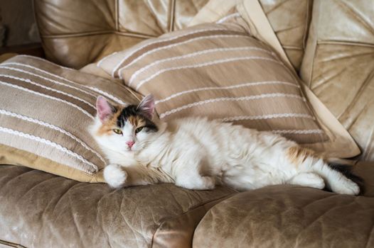 A red white cat lying on the soft sofa near a pillows in a room