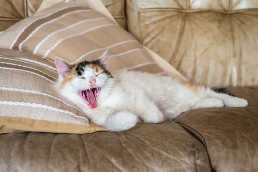 A red white cat lying on the soft sofa near a pillows in a room