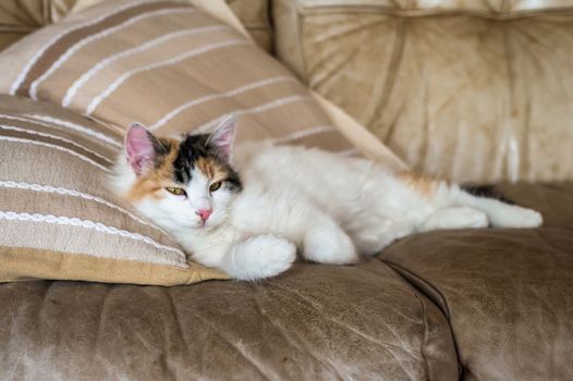 A red white cat lying on the soft sofa near a pillows in a room