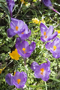 several multicoloured crocus flowers growing in grass