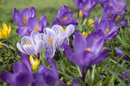 several multicoloured crocus flowers growing in grass