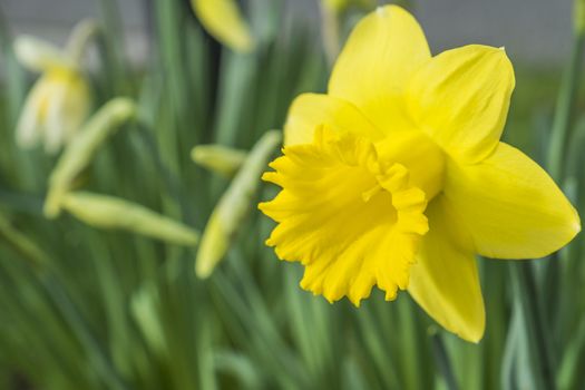 yellow daffodil flower growing in spring time