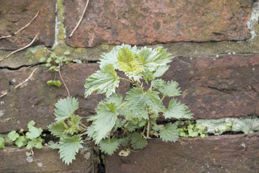 nettle plant growing through the mortar of an old brick wall