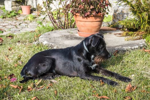 A black dog lying in the garden in France