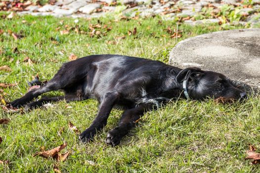 A black dog lying in the garden in France