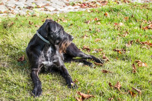 A black dog lying in the garden in France