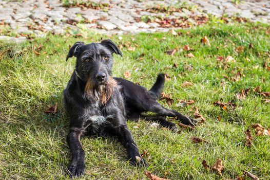 A black dog lying in the garden in France