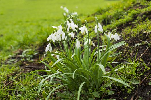 close up of snowdrop plants in a park setting