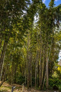 A stand of bamboo growing in south Florida.