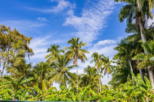 Palm trees tower over other vegetation in south Florida.