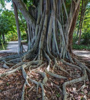 a banyan tree in a park in south Florida.