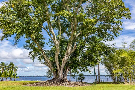 a banyan tree in a park in south Florida.