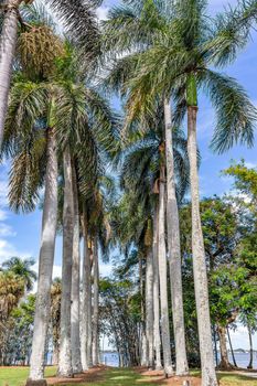 Palm trees tower over other vegetation in south Florida.