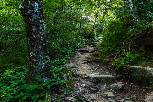 The Appalachian Trail as it crosses the Smoky Mountains in North Carolina and Tennessee.