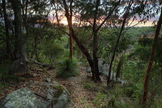 Sunrise  in the Blue Mountains, Glenbrook