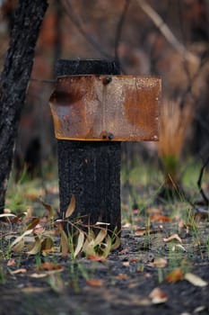 After the Patonga fires of December 2016.  This old sign and post among some new regeneration just starting to show.