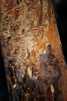 Eucalyptus haemastoma (scribbly gum) is an Australian eucalypt that is named after the 'scribbles' on its bark. These zigzag tracks are tunnels made by the larvae of the scribbly gum moth (Ogmograptis scribula)