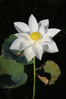 white nelumbo lotus flower holding up with pollen and seed on background