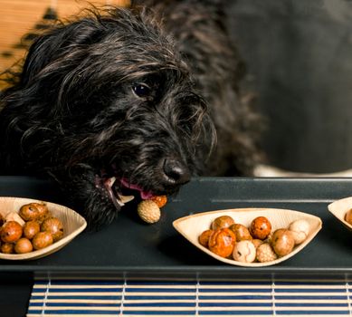 Dog self rewarding himself with a ginger and sesame asian snack.