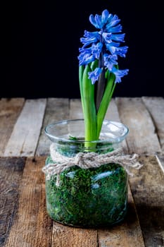 Hyacinth in a glass vase on an old wooden table, black background