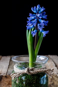 Hyacinth in a glass vase on an old wooden table, black background