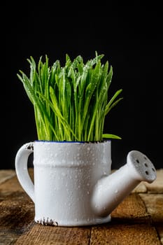 Oatmeal sprouts in a pot of watering can on an old wooden table