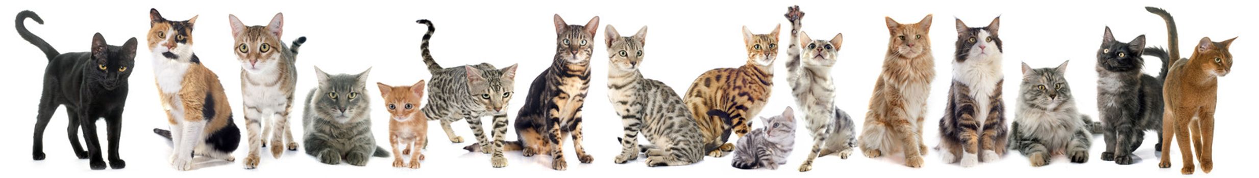 group of cats on a white background