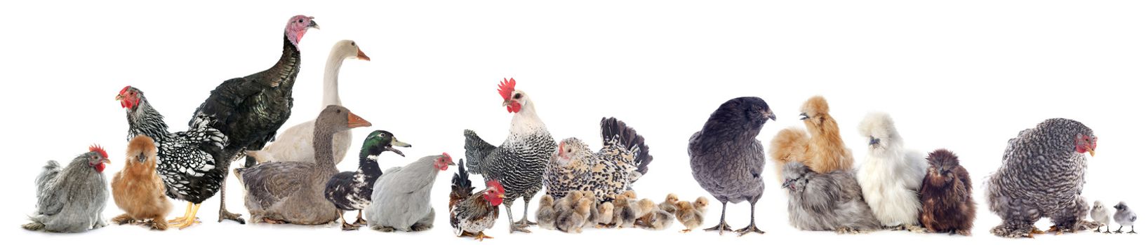 group of poultry in front of white background