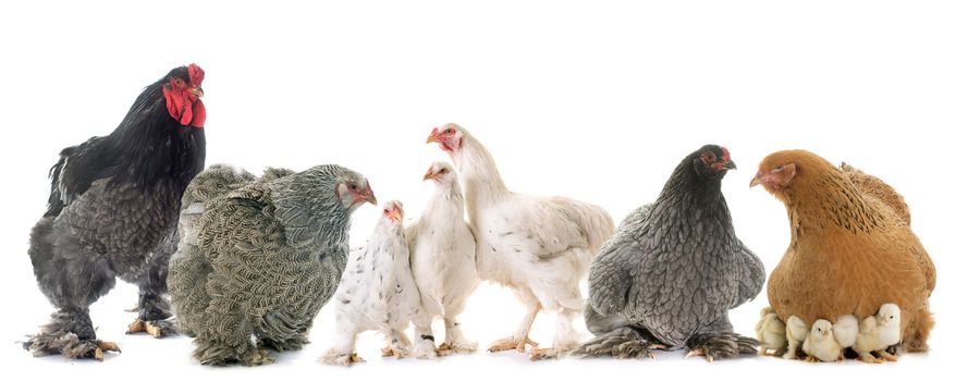 brahma chicken in front of white background