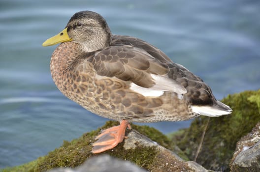 Wild duck posing on a rock by the lake