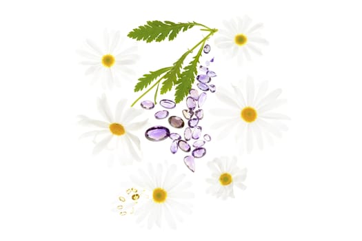 Daisy plant with flowers isolated on white background. 