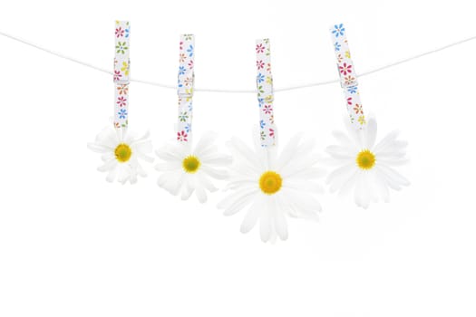 Clothespins on the rope hangs daisies, white background.