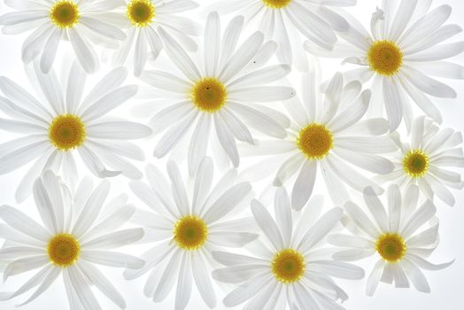 Daisy plant with flowers isolated on white background. 