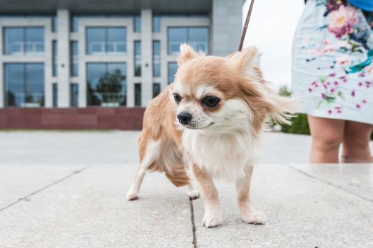 walking with chihuahua puppy on the city background