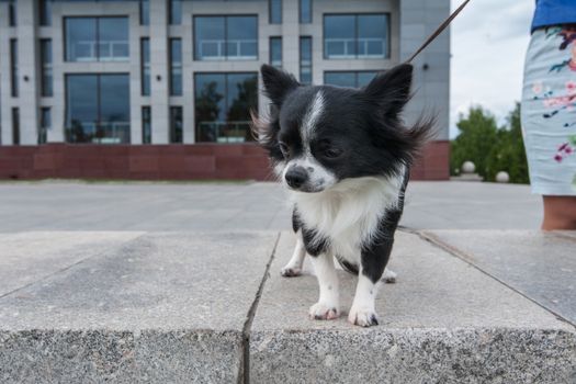 walking with chihuahua puppy on the city background