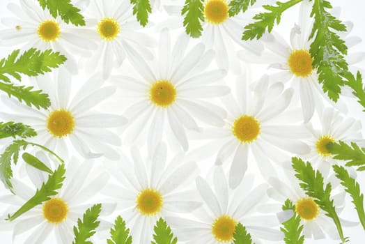 Daisy plant with flowers isolated on white background. 