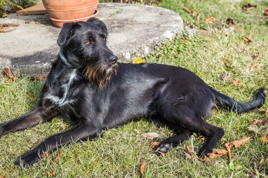 A black dog lying in the garden in France