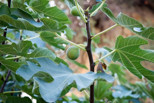 Green figs growing on a tree .