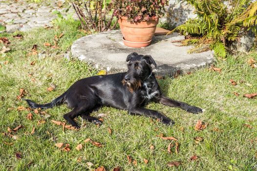A black dog lying in the garden in France