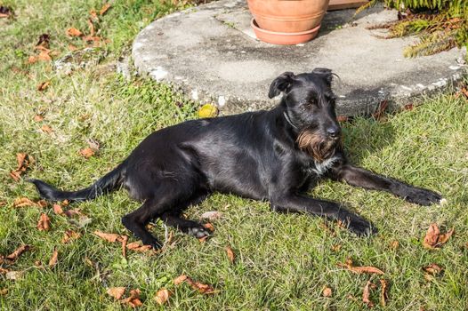 A black dog lying in the garden in France
