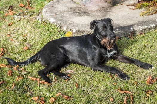 A black dog lying in the garden in France