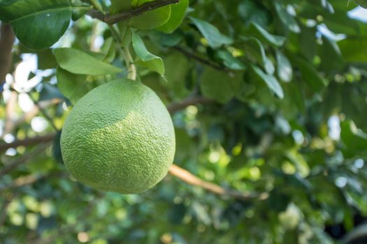 pomelo tree