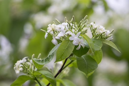 wild water plum flower with water droplets in the rain forest