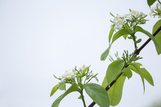 wild water plum flower with water droplets in the rain forest