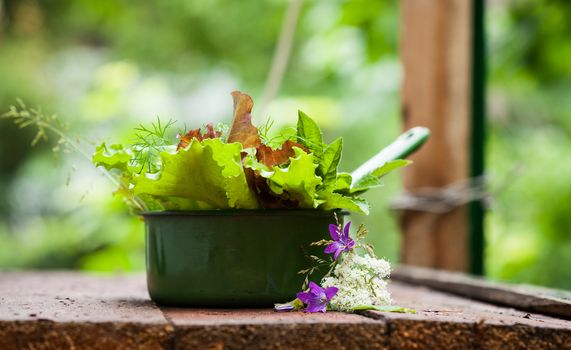 Fresh lettuce in rustic cup on a wooden background. Focus on bellflower